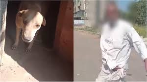 Maharashtra: Elderly Man Caught With Mother Dog Inside Public Toilet In  Naigaon; Female Activist Rescues Innocent Animal (VIDEO)