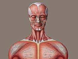 Human Muscle System Functions Diagram Facts Muscle System Head Muscles Muscle