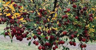 Maybe you would like to learn more about one of these? How To Grow Fruit Trees Homes To Love