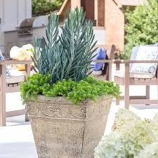 Image result for Senecio propior