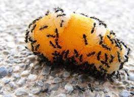 Le formiche sono presenti in ogni zona climatica, all'infuori dei poli, distribuite in un'infinità di colonie, che possono contare da 50 a 100.000 unità l'una. Rimedi Naturali Contro Le Formiche Soluzioni Pratiche Per Casa E Giardino Eliminare Le Formiche Formiche Rimedi
