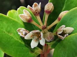 Image result for Embelia