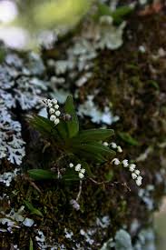Image result for Bolusiella iridifolia