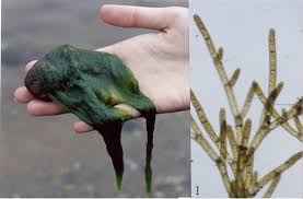 Image result for Floscopa glomerata