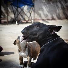 Black And White Bull Terrier Puppy Pin By Shannon Harris On Mybullterrier Ru Bull Terrier Bull Terrier Puppy English Bull Terriers