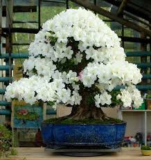 Pin By American Rhododendron Society On Rhododendron Bonsai Bonsai Tree Types Bonsai Azalea Bonsai Flower