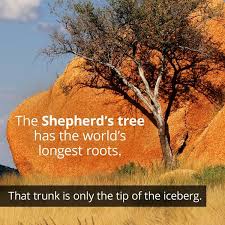 Home Tree Roots The Shepherd Tree