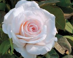 Hybrid roses are perfectly suitable for bouquets, making them the gold standard of the floral industry. How To Grow Hybrid Tea Roses And Old Fashioned Tea Roses Hgtv