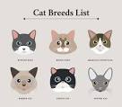 Top 10 Most Affectionate Cat Breeds | BASEPAWS