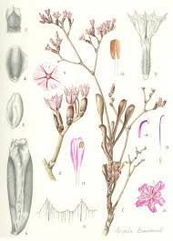 Image result for Plumbaginaceae