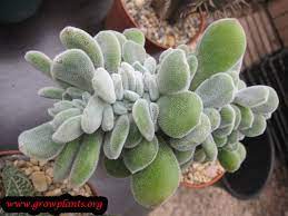 Check spelling or type a new query. Echeveria Pulvinata Frosty Cristata How To Grow Care