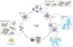 Interactions Between Borrelia Burgdorferi And Ticks Nature Reviews Microbiology