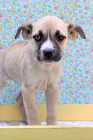 407 west bell street ridgely, md 21660 phone: Adoption Event At The Westminster Petsmart In Maryland Petfinder Event Calendar