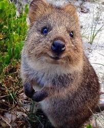 The West Australian Perth Wa National World News Cute Animals Animals Quokka