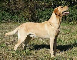 April 2021 kom 11 sunde labrador hvalpe til verden. Labrador Retriever Skovagers Moss Lane Ben Gul Hanhund Formel 1 Jagthund Avlshan Labrador Til Avl