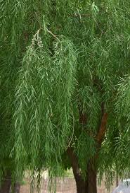 Image result for Boscia filipes