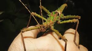 Image result for Hetaeria mannii