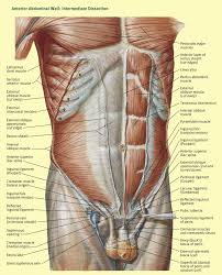 Laterally by the midaxillary line. Anatomy Of Abdominal Incisions Surgery Oxford International Edition