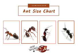 Swarmer termites have proportional wings. Ant Size Chart And Comparison Information And Facts Pest Samurai