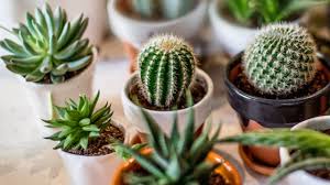 En cualquier caso, debemos aprender los trucos sobre como cuidar un cactus si queremos que crezca fuerte y vigoroso. Principales Dudas Sobre El Cuidado De Los Cactus Y Las Plantas Crasas Jardinatis
