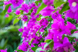 At bougainvilleas.com, inc., we are proud to offer one of the largest varieties of these beautiful colored decorative plants. Purple Bougainvillea Flowers And Green Leaves Closeup Photo On Stock Photo Picture And Royalty Free Image Image 146668814
