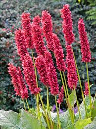 Image result for Persicaria