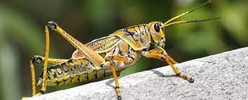 From pydantic import basemodel, field. Grasshopper Symbolism Dreams And Messages Spirit Animal Totems