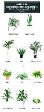 Plants For Bathroom With No Light Awesome Bathroom Plants No Sunlight Wonderful Indoor For Bathroomdesign Plants Apartment Plants Cast Iron Plant