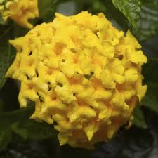 Image result for Lantana camara