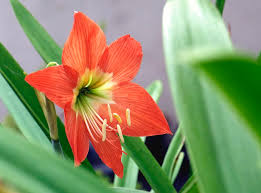 Image result for Hippeastrum sp. cultivars