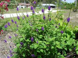 Image result for Stachytarpheta cayennensis