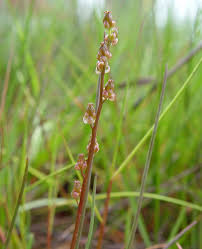 Image result for Triglochin striata