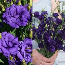 Image result for eustoma Balboa