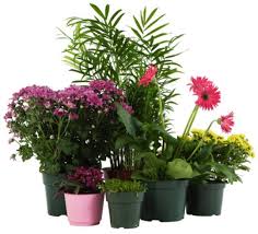 How To Drill Holes In The Bottom Of A Plastic Pot Hunker Plants Household Plants Bonsai Plants For Sale