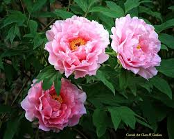 We did not find results for: Tree Peony Hana Kisoi Beautiful Flowers Peonies Season Seasonal Garden