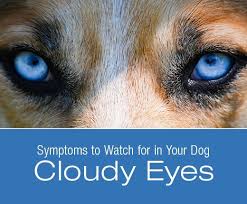 Symptoms To Watch For In Your Dog Cloudy Eyes Dog Health Dog Care Your Dog