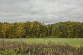We did not find results for: Trees Field Meadow Forest Woods Prairie Autumn Landscape Wood Nature Tree Pikist