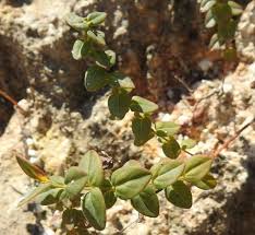 Image result for Rotala tenella