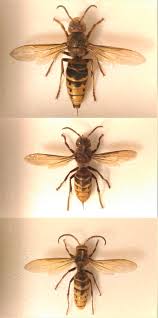 European Hornet Wikipedia