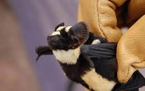 If recognised as a valid genus, niumbaha contains only this species. Cultura General El Murcielago Panda Niumbaha Superba Es Facebook