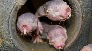 Interesting facts about the mole. Naked Mole Rats Can Survive 18 Minutes Without Oxygen Here S How They Do It Science Aaas