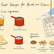 simple homemade suet recipe for birds