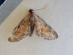 Image result for Eupithecia icterata