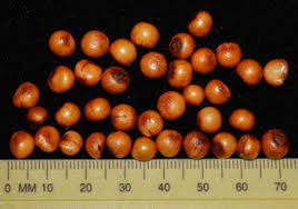 Image result for Cryptostephanus