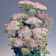 The name trachelium comes from the greek word trachelos for neck, referring to this herbaceous perennials reputed medicinal ability to. 100 Seeds Trachelium Caeruleum White Throatwort