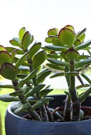 Maybe you would like to learn more about one of these? 15 Best Succulent Plant Types And How To Grow Them Indoors Or Out