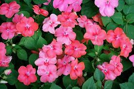 Check spelling or type a new query. 35 Annuals That Do Well In Shade A To Z Photo Database Home Stratosphere