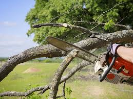 Maybe you would like to learn more about one of these? Top Tree Removal Services Company In Gilbert Az Tree Removal Service Tree Service Tree Removal