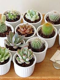 I don't know about you, but i'm a very busy person. How Do You Water A Small Cactus Cactus House Plants Succulents Succulents Decor