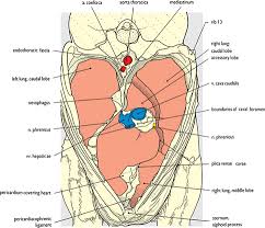 The spleen sits under your rib cage in the upper left part of your abdomen toward your back. Thorax Veterian Key